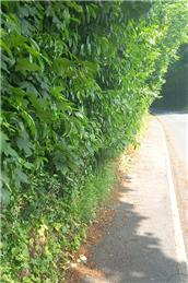 Overgrown Hedges in Speldhurst Parish