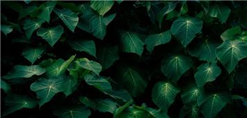 Does Your Hedge Need a Trim?